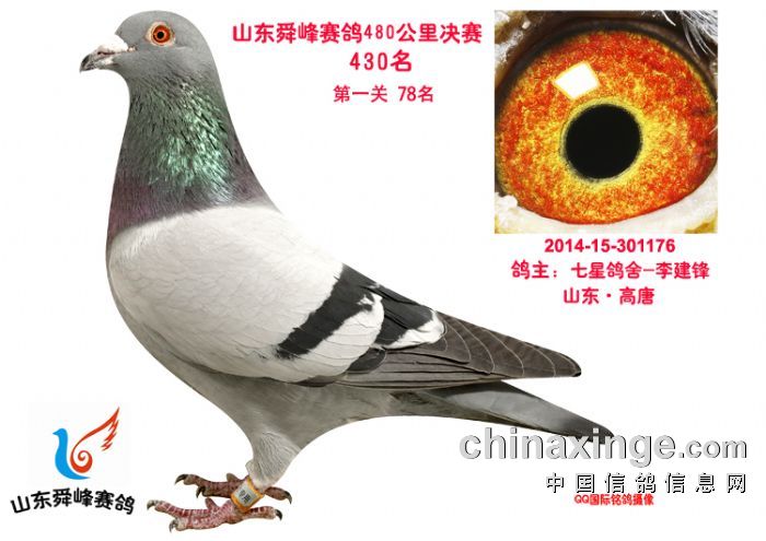 山東舜峰賽鴿公棚最新動態(tài)與進展，山東舜峰賽鴿公棚最新動態(tài)及進展概覽