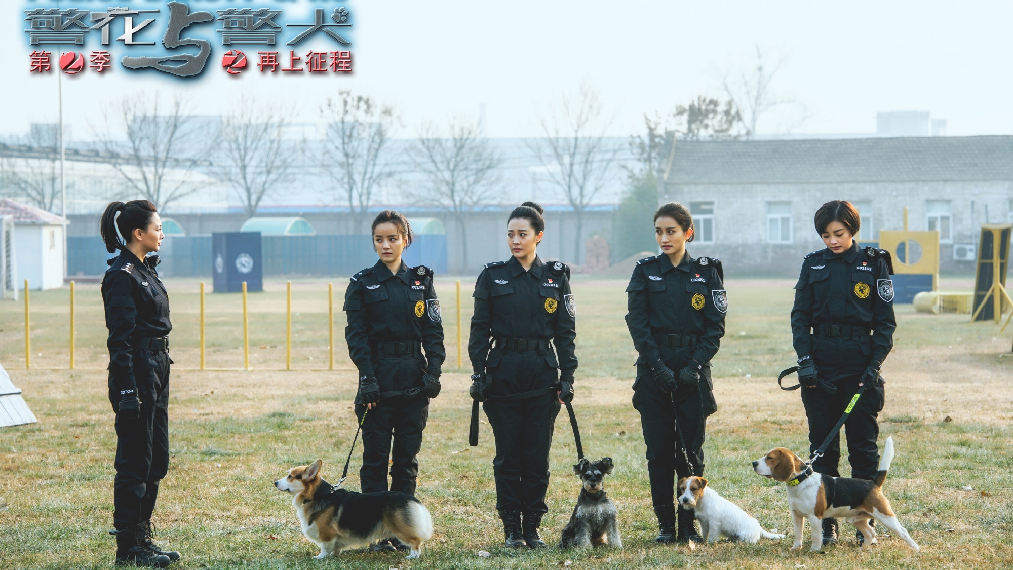 警花與警犬2最新消息揭秘，警花與警犬2最新動(dòng)態(tài)揭秘