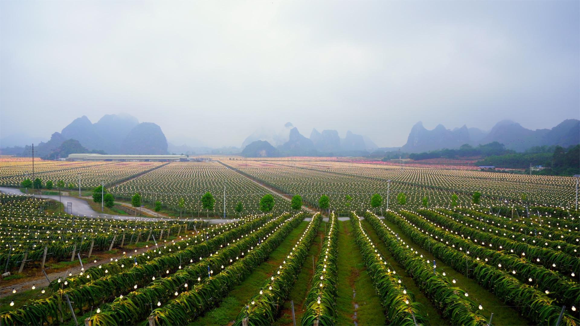 智慧農(nóng)業(yè)的未來藍圖，邁向2025的目標與價值展望，智慧農(nóng)業(yè)邁向2025，未來藍圖與價值展望