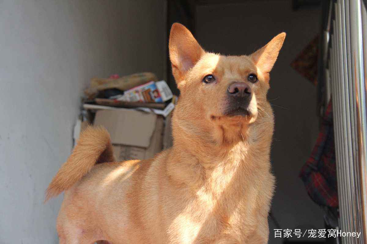 澳門一碼一肖一待一中四不像，探索神秘與現(xiàn)實(shí)的交匯點(diǎn)，澳門神秘與現(xiàn)實(shí)交匯點(diǎn)的探索，一碼一肖一待一中四不像