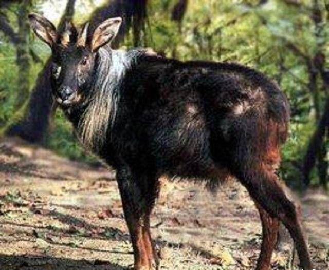 王中王四不像論壇一肖，探索與解析，王中王四不像論壇一肖，深度探索與解析