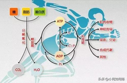 有氧運(yùn)動(dòng)與無氧運(yùn)動(dòng)在減肥中的優(yōu)劣比較，有氧運(yùn)動(dòng)與無氧運(yùn)動(dòng)在減肥中的對(duì)比，優(yōu)劣分析
