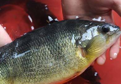 鱸魚(yú)