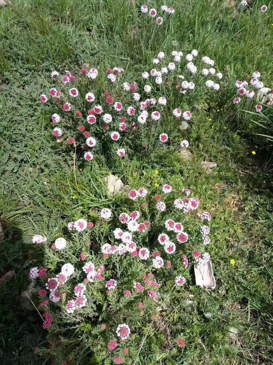 liyanzhi 第4頁