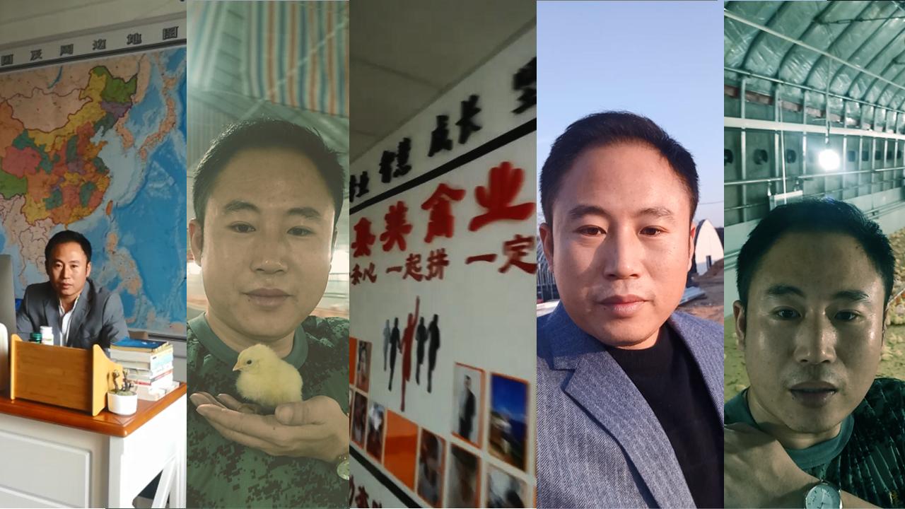 麻雞價格行情今日報價及市場分析，麻雞今日價格行情及市場分析