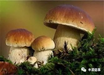 集團(tuán)菌，一種不容忽視的微生物，集團(tuán)菌，不容忽視的微生物探究